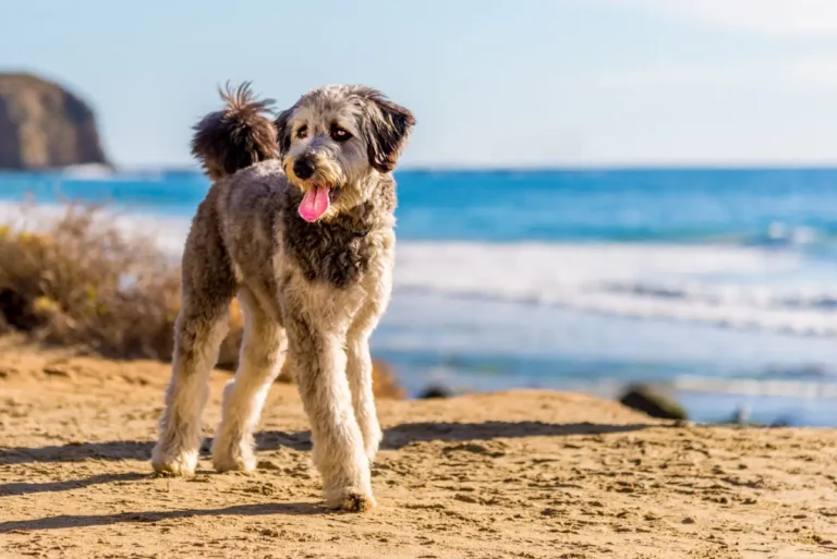 Why is the Aussiedoodle the Ideal dog type for every family?