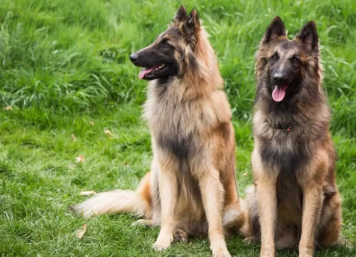 Farm Dogs