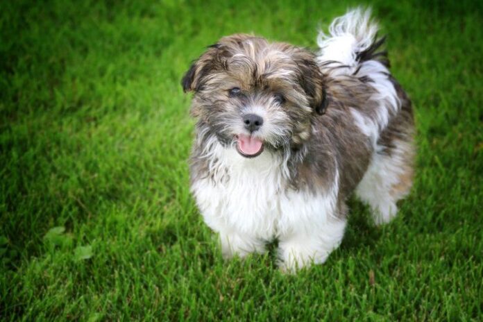 Teddy Bear Dog